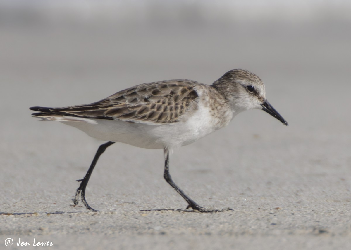 dvergsnipe - ML647089350