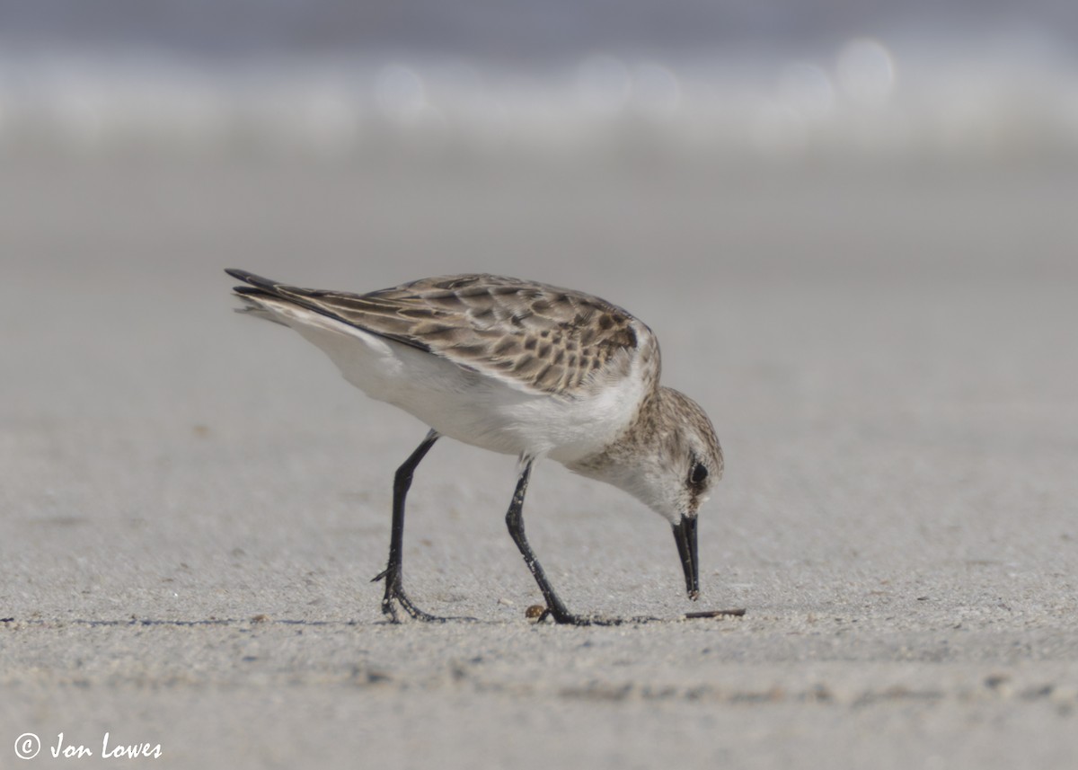 dvergsnipe - ML647089351