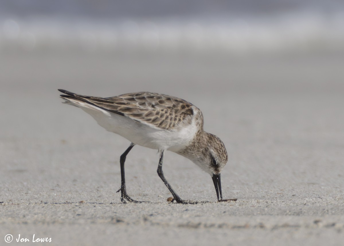 dvergsnipe - ML647089352