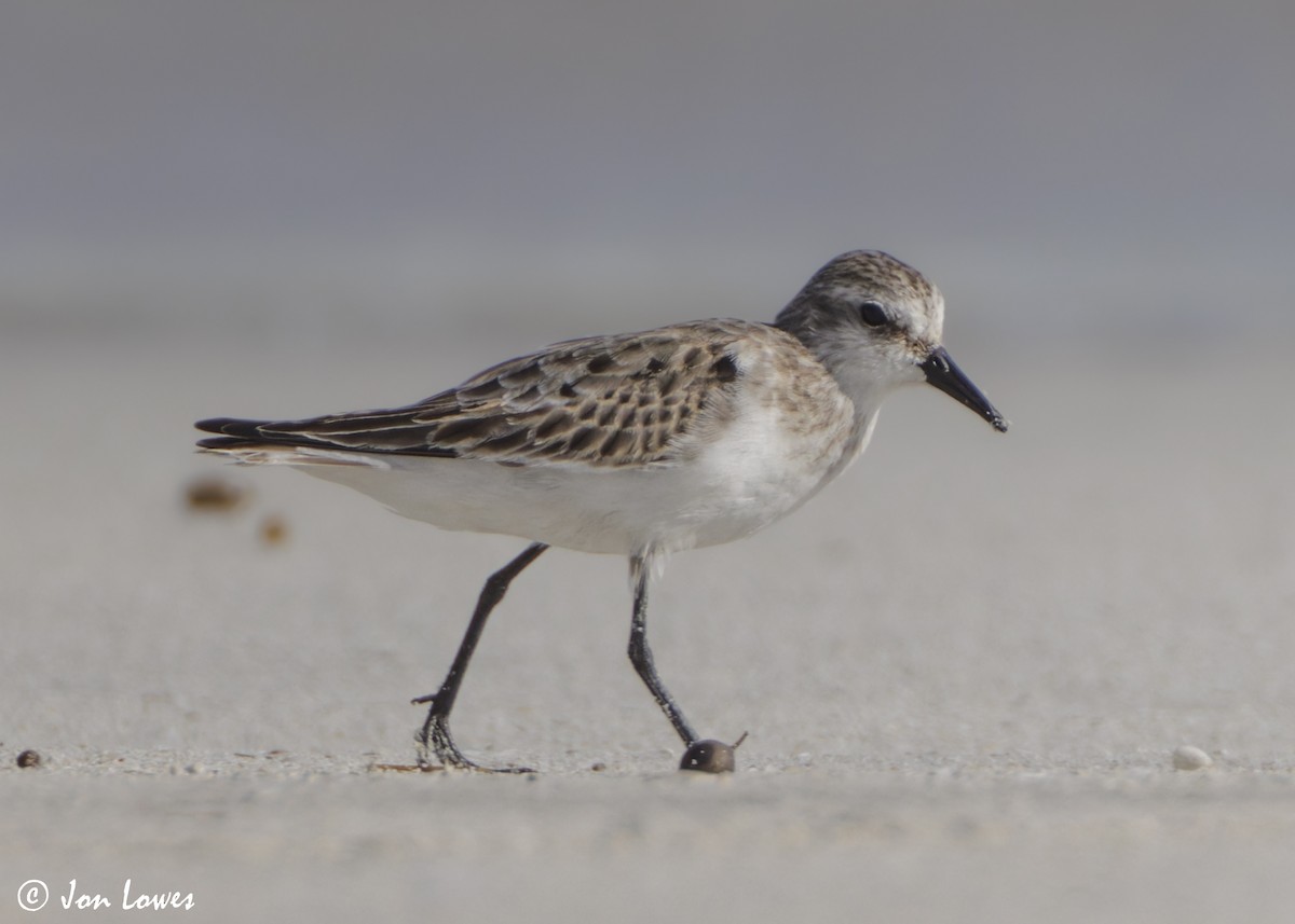 dvergsnipe - ML647089353