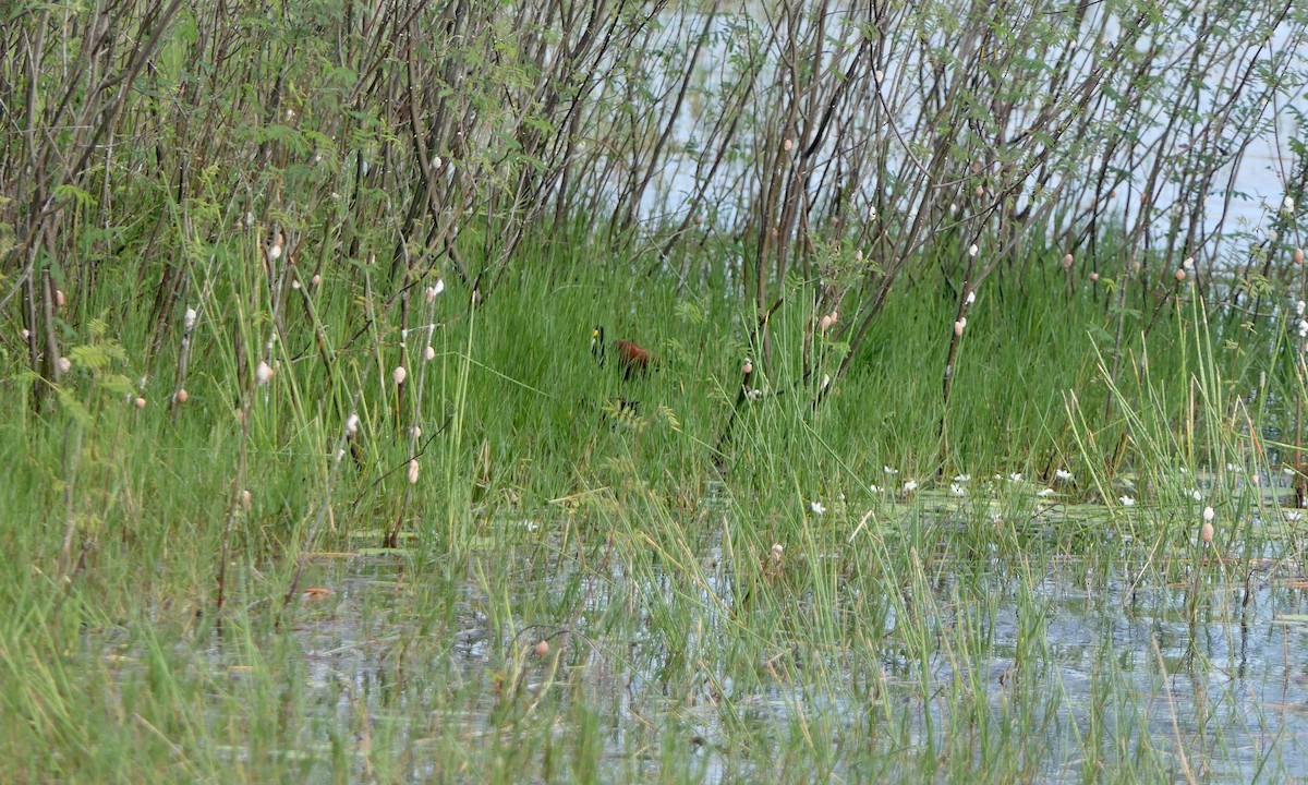 gulpannebladhøne - ML647089354