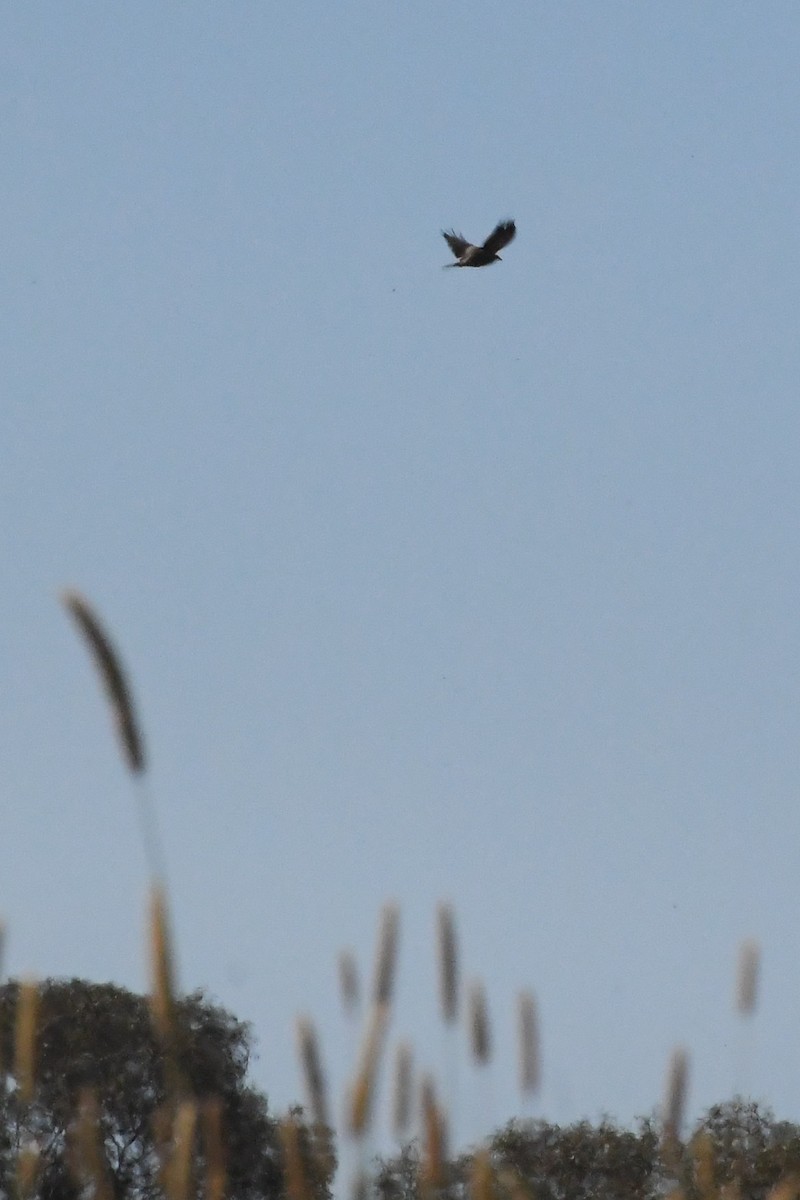 plystreglente - ML647089357