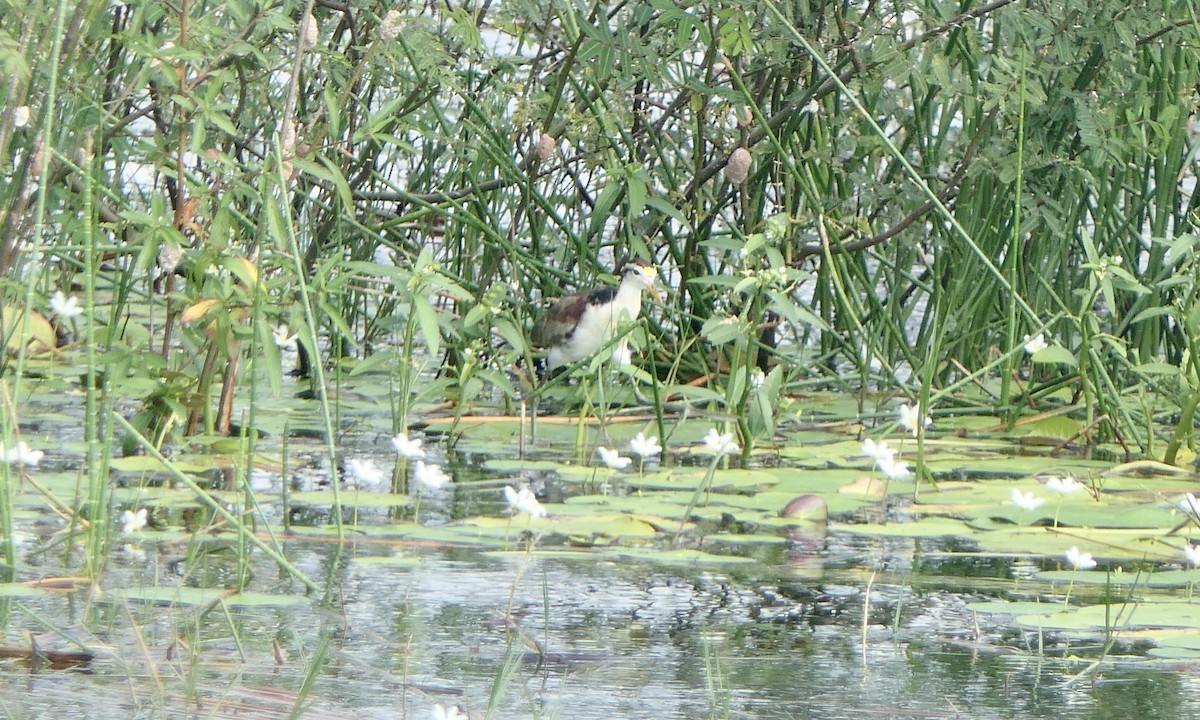 gulpannebladhøne - ML647089358