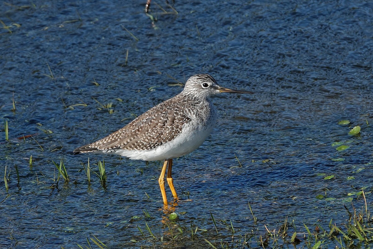 plystresnipe - ML647089359