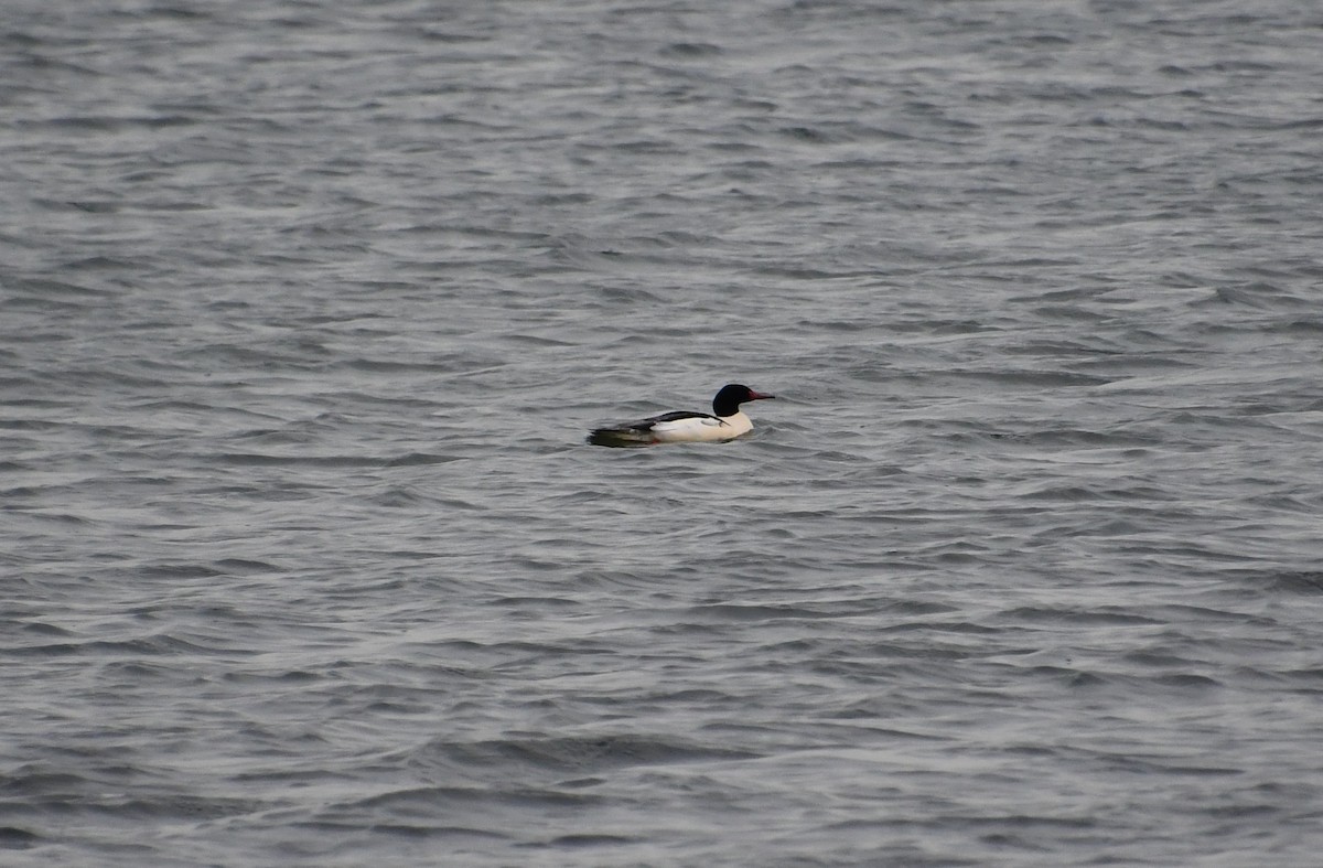 laksand - ML647089360