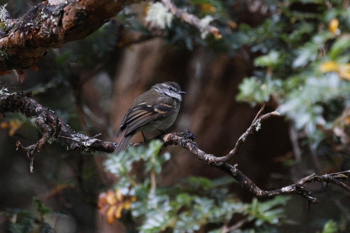 hvitstrupetyrannulett - ML647089361