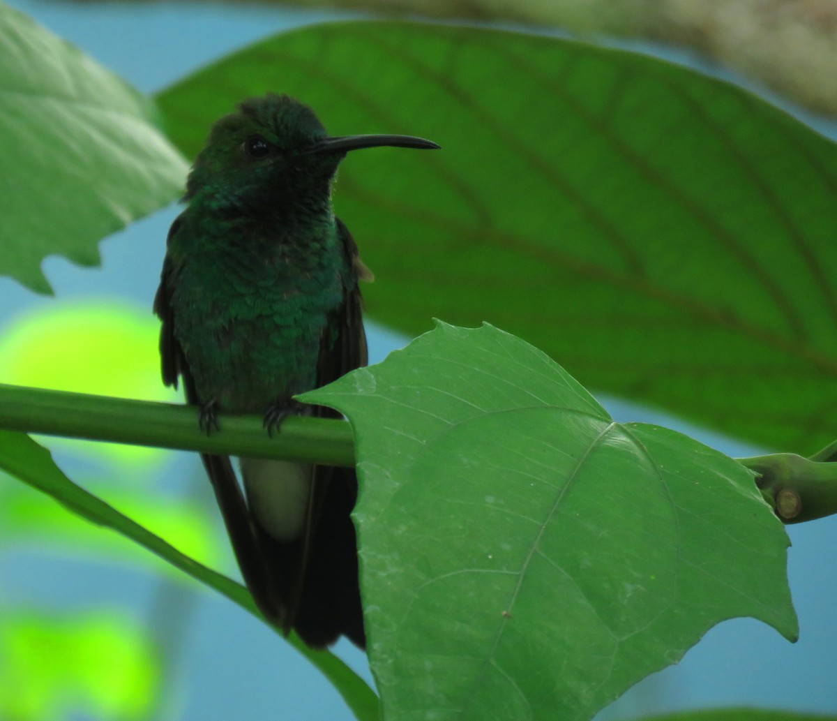 svartfotdungump - ML647089362