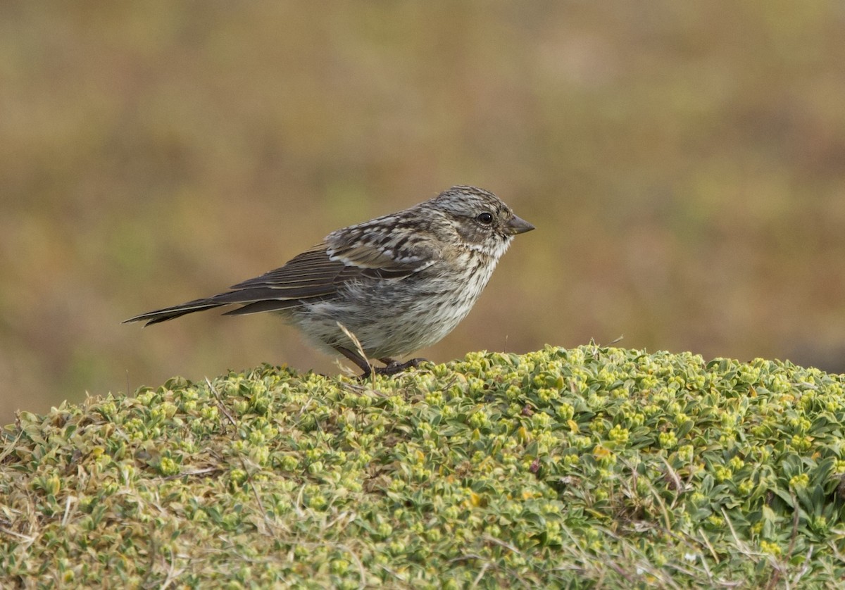 rustkragespurv - ML647089368