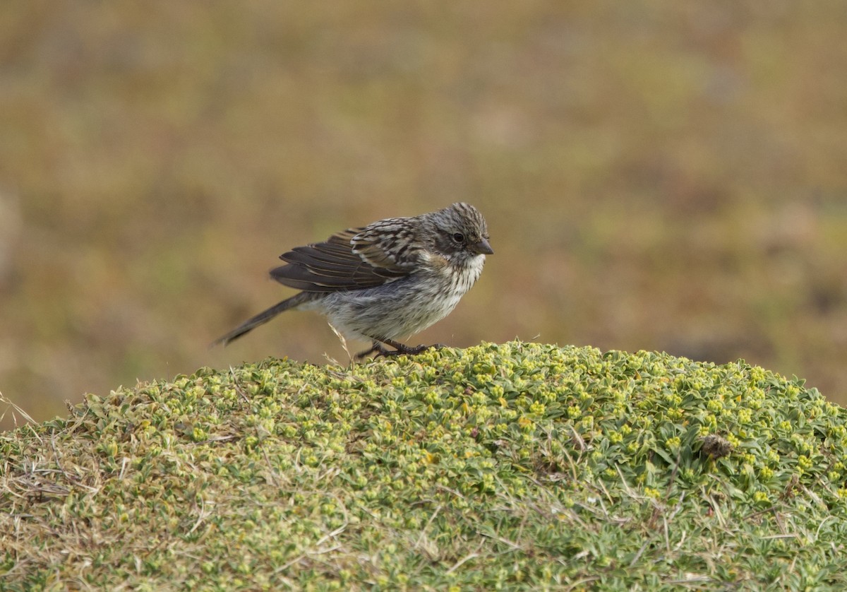 rustkragespurv - ML647089369