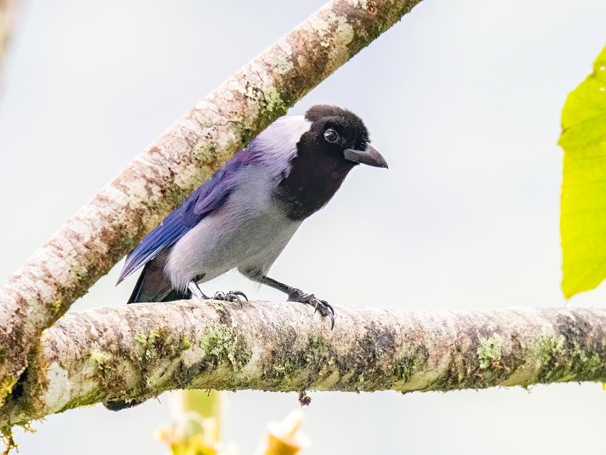 sumpskrike - ML647089372