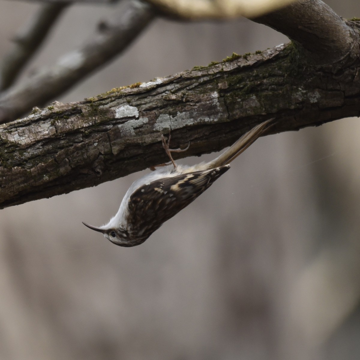 amerikatrekryper - ML647089373