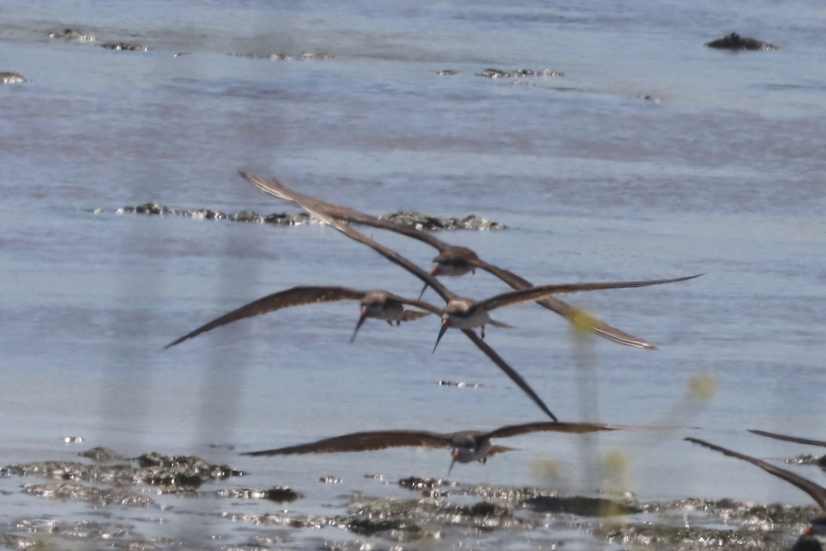 amerikasaksenebb - ML647089376