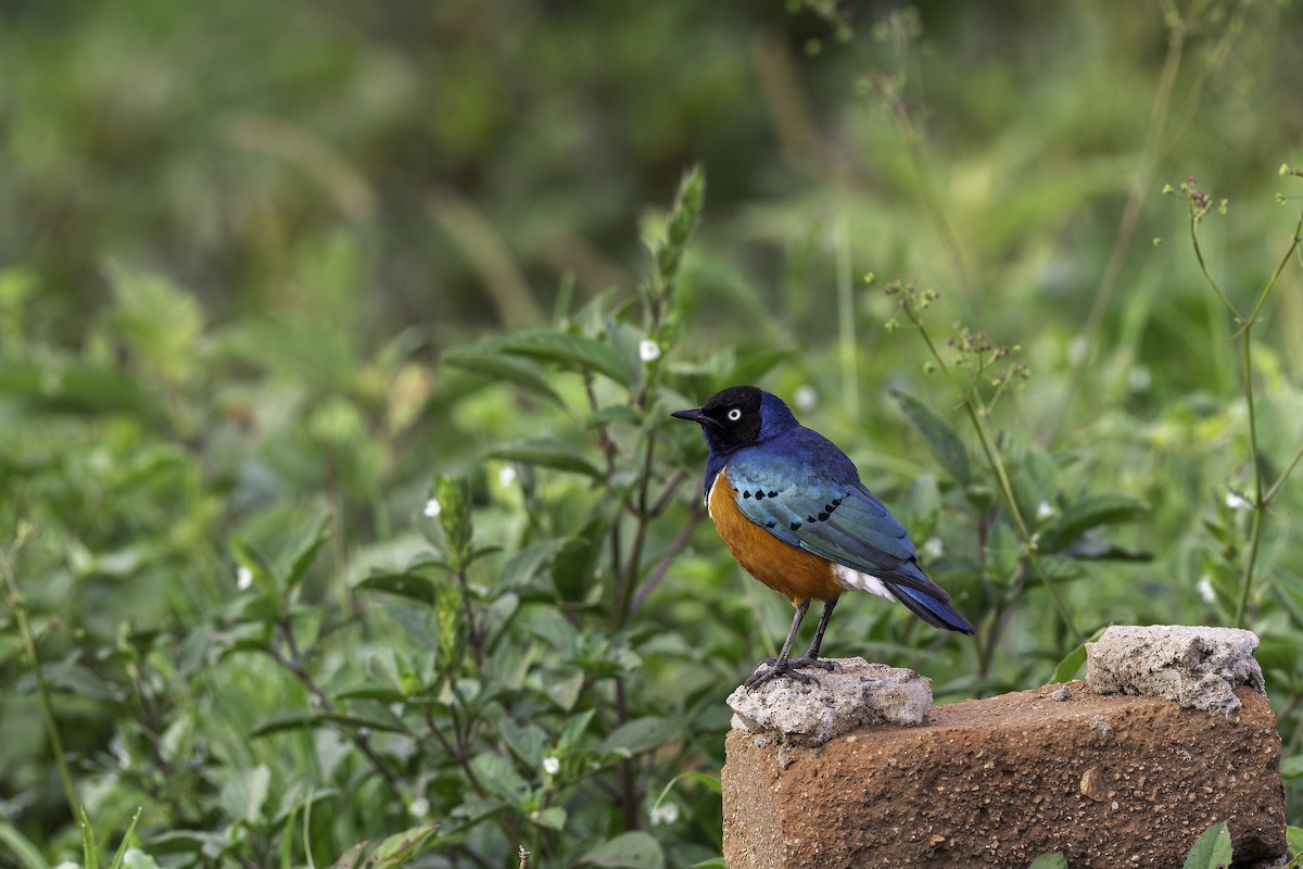 Superb Starling - ML647089377