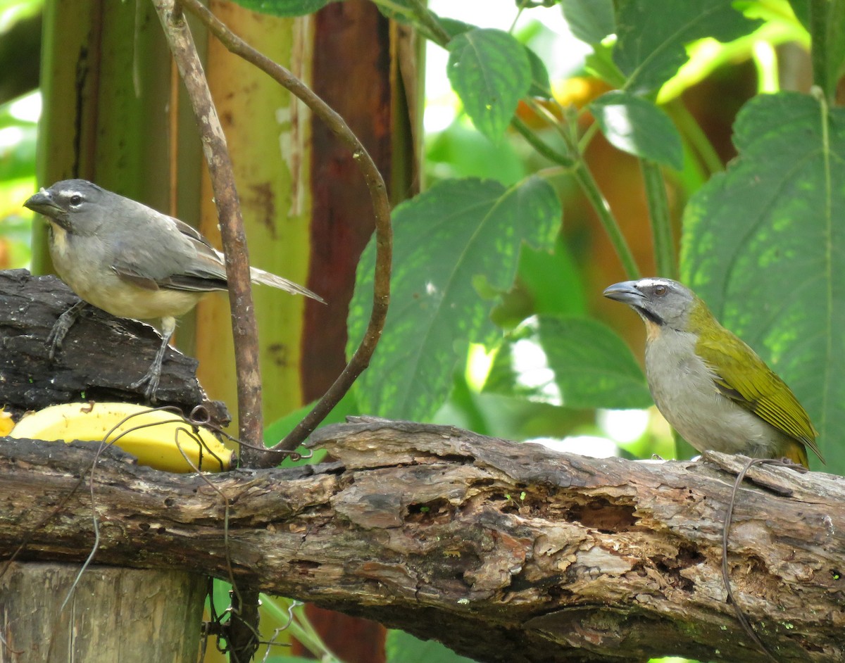 Buff-throated Saltator - ML647089378