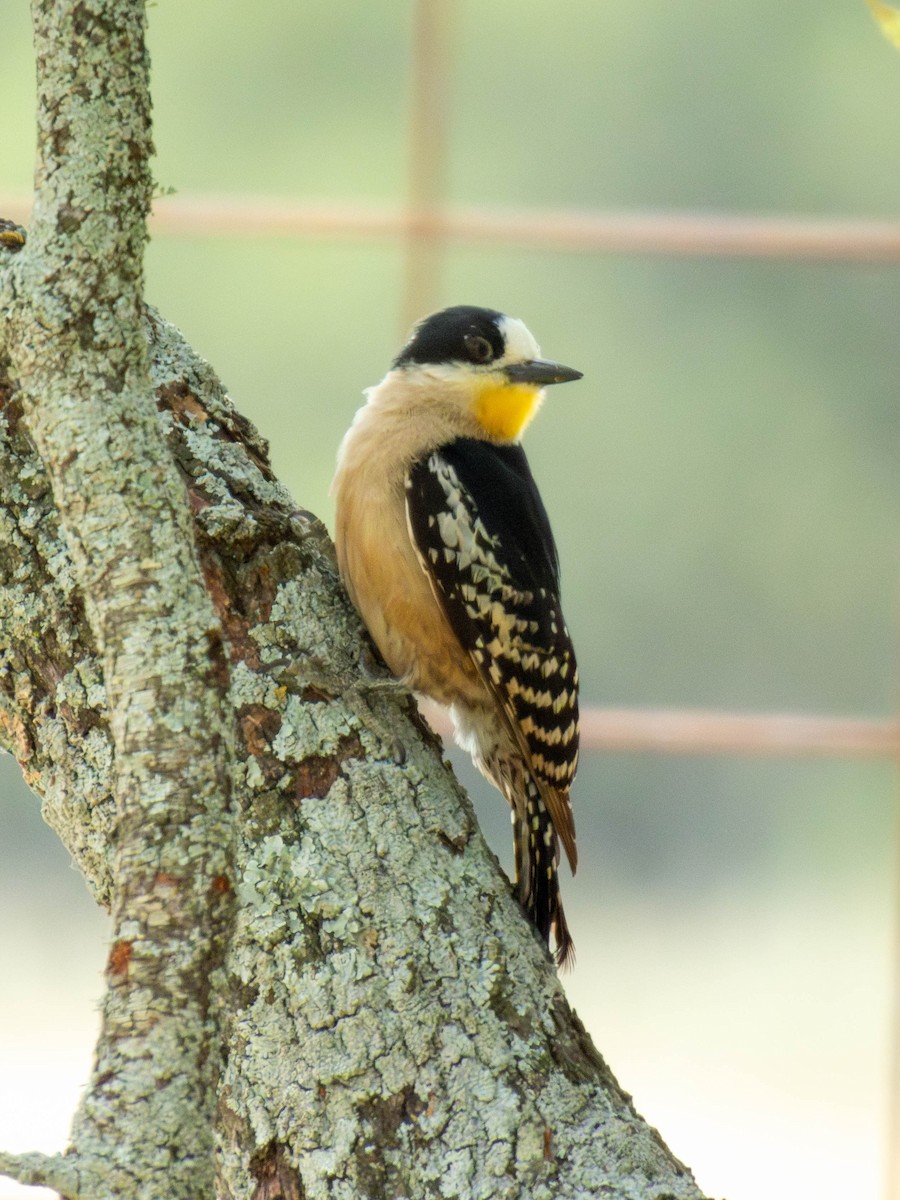 White-fronted Woodpecker - ML647089389