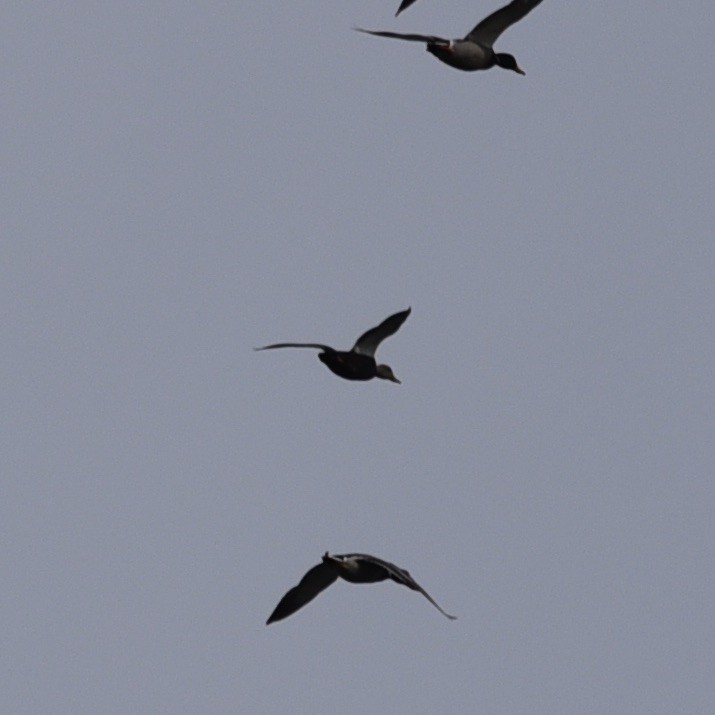 ברווז שחור אמריקני - ML647089396