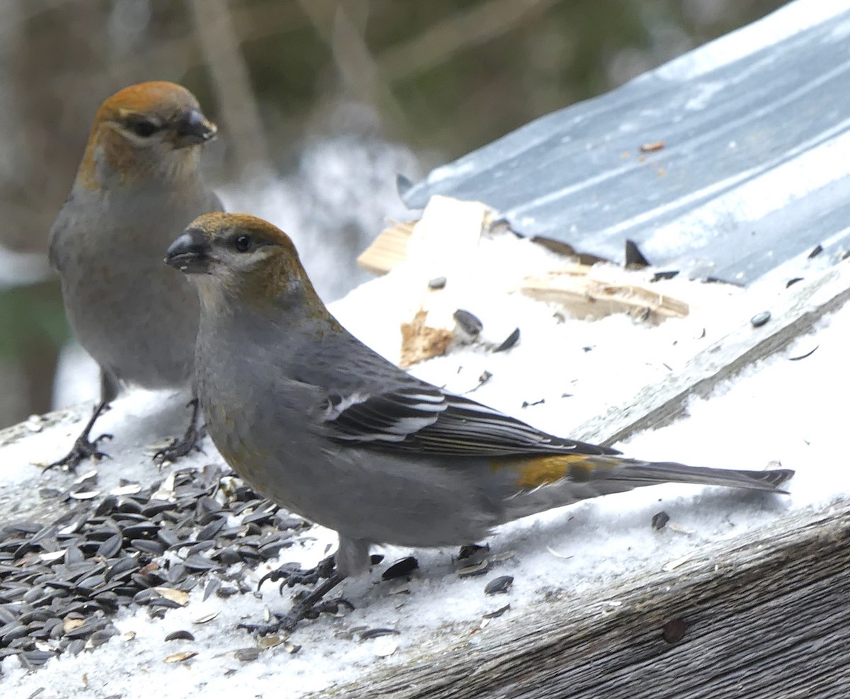 Pinu-gailupa - ML647089404