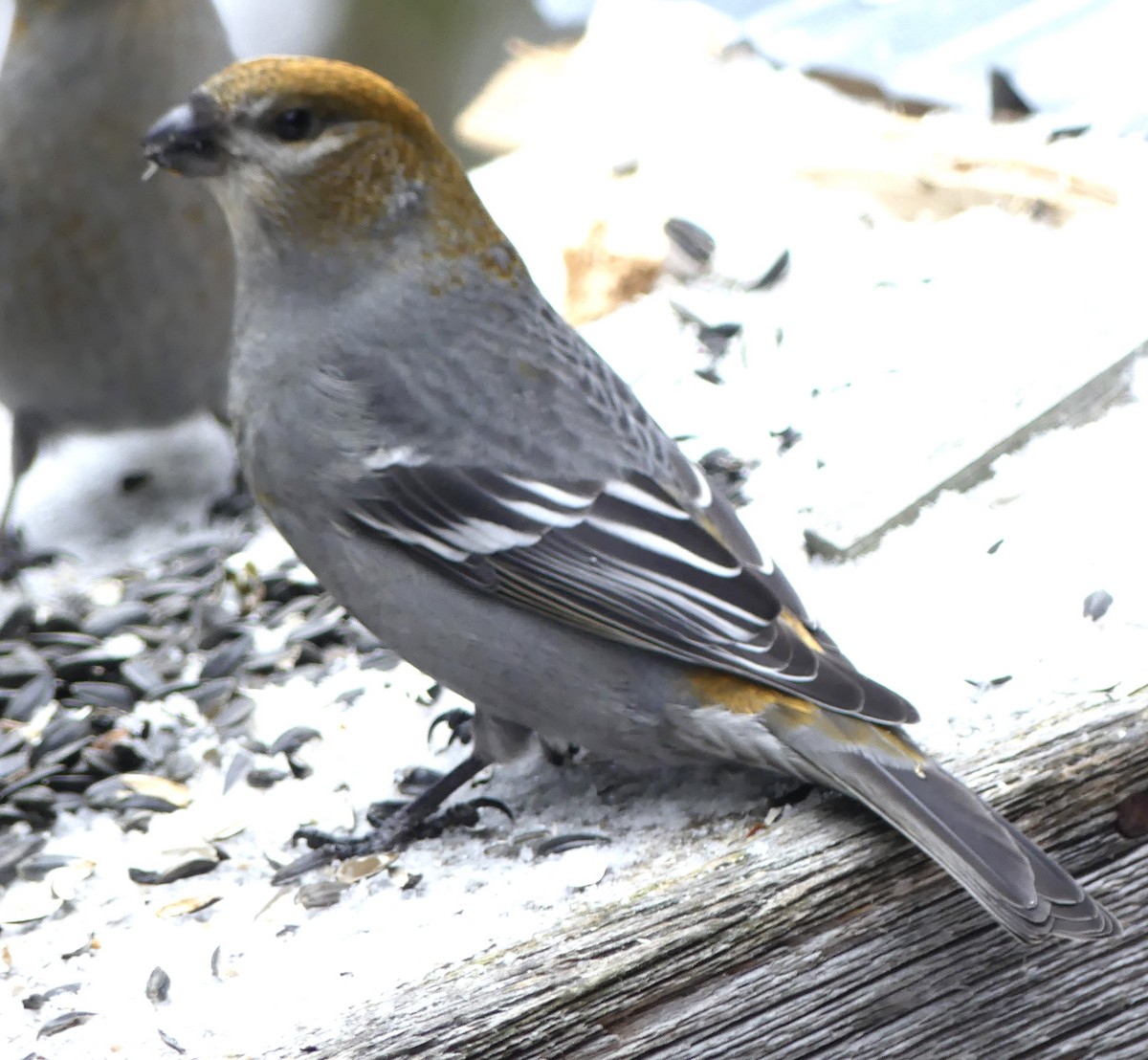 Pinu-gailupa - ML647089405