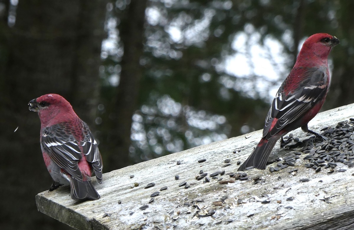 Pinu-gailupa - ML647089406