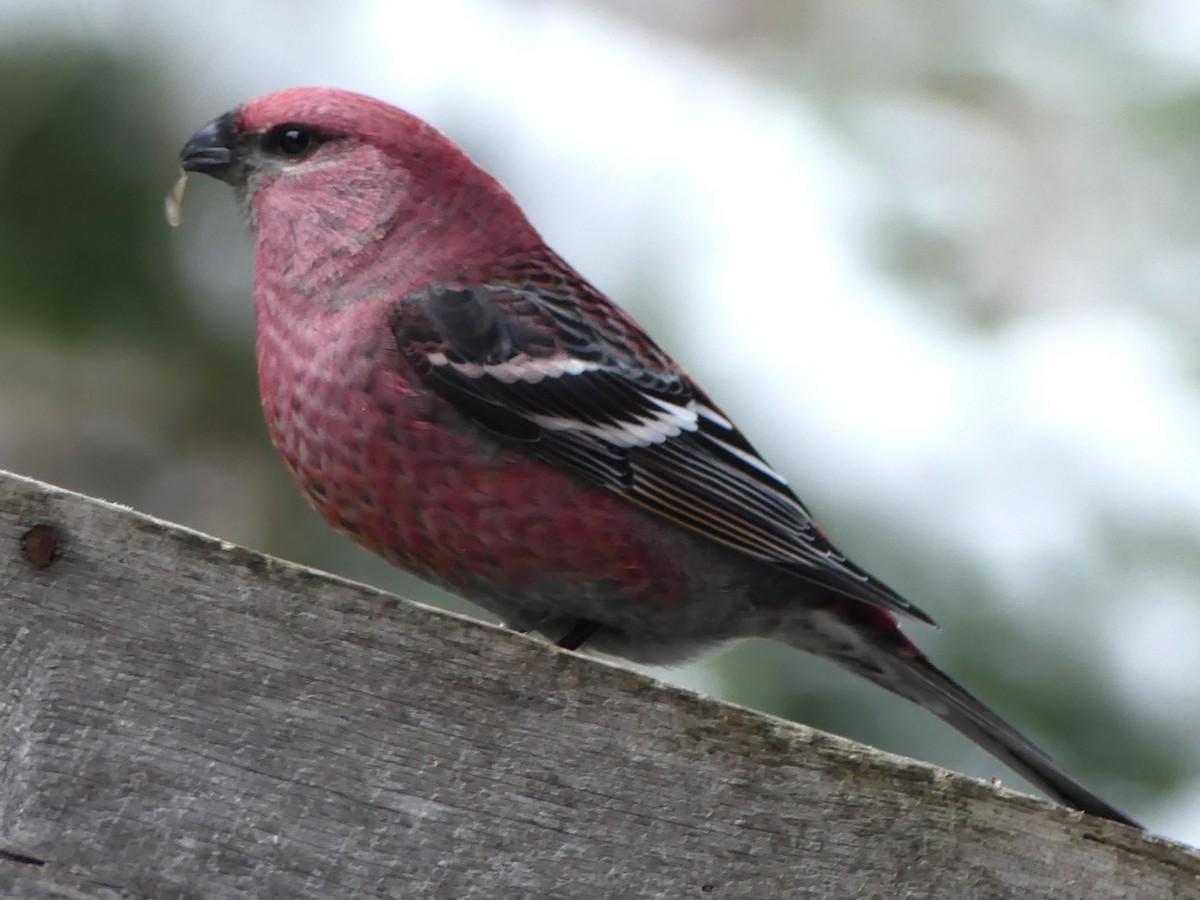 Pinu-gailupa - ML647089407