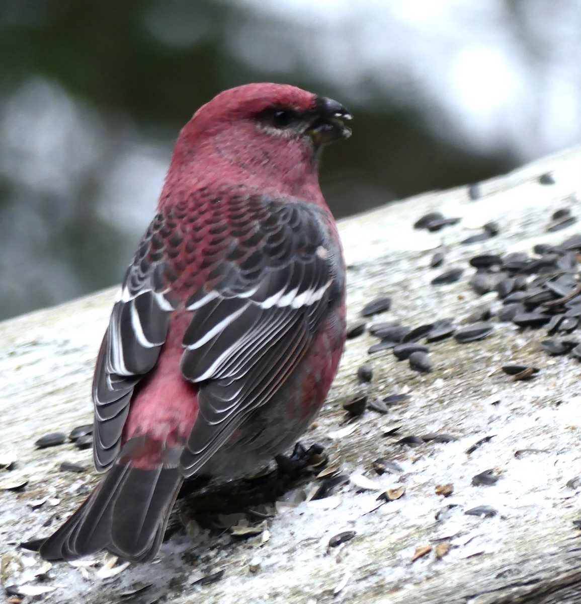 Pinu-gailupa - ML647089408