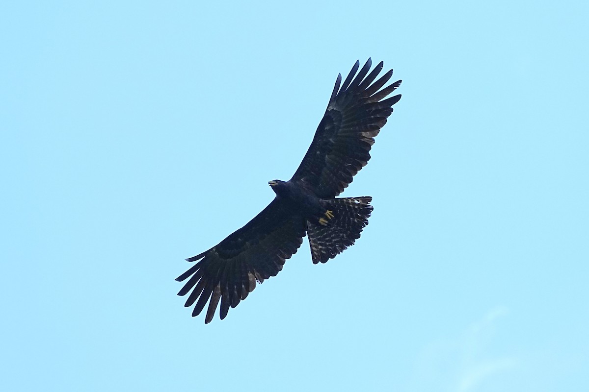 Black Eagle - ML647089409