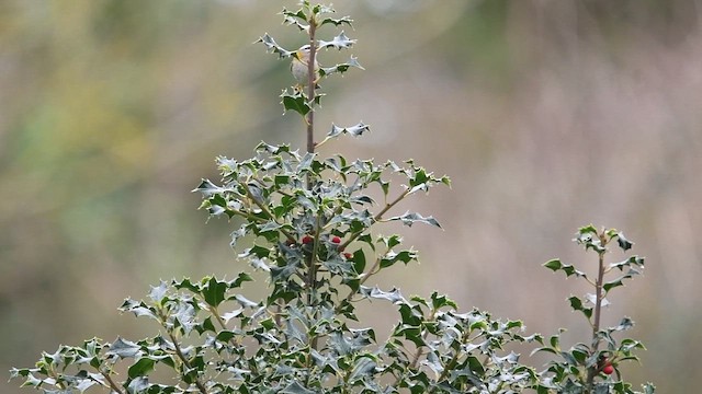 Common Firecrest - ML647089411
