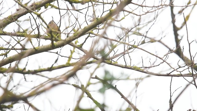 Goldcrest - ML647089412