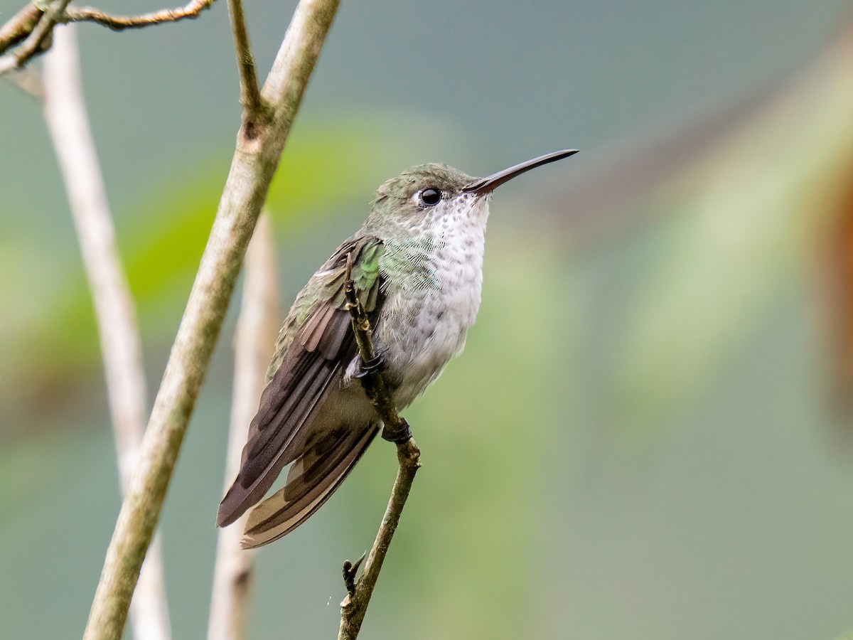 Green-and-white Hummingbird - ML647089416