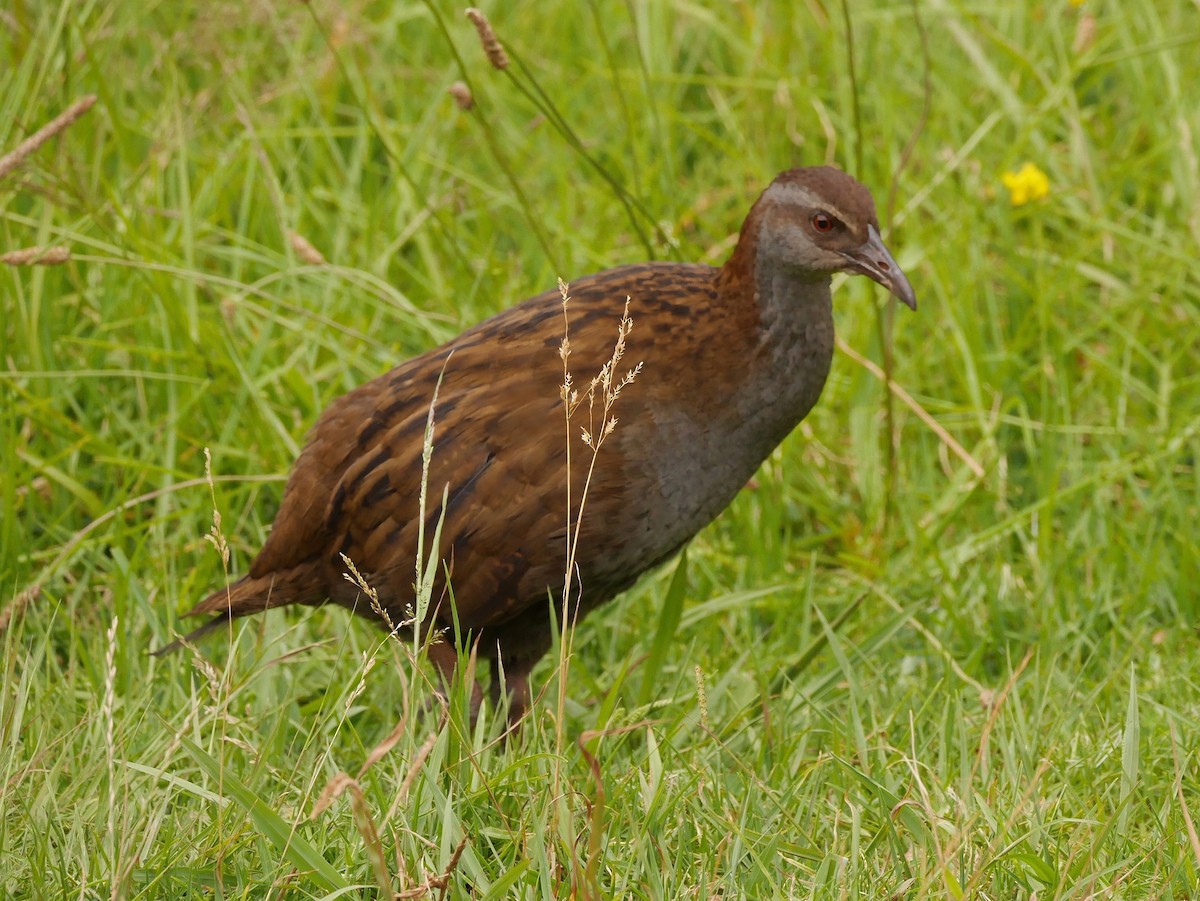Weka - ML647089439