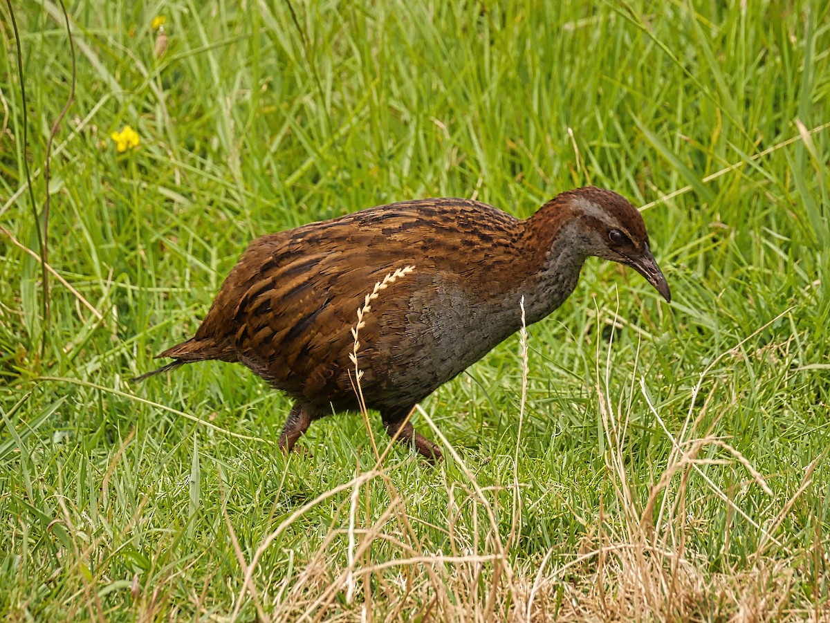 Weka - ML647089440