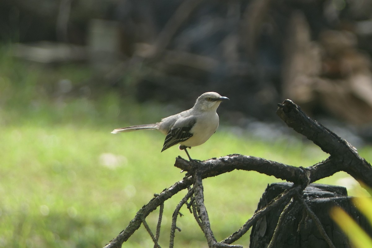 Moqueur des savanes - ML647089453