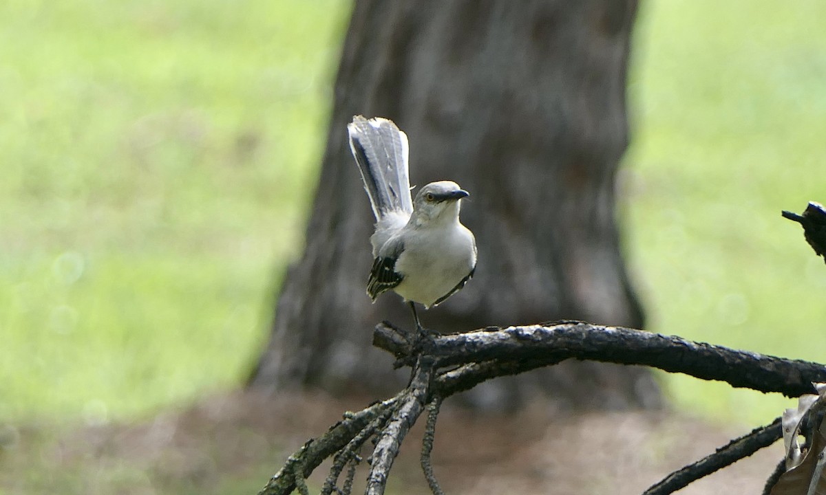 Moqueur des savanes - ML647089458