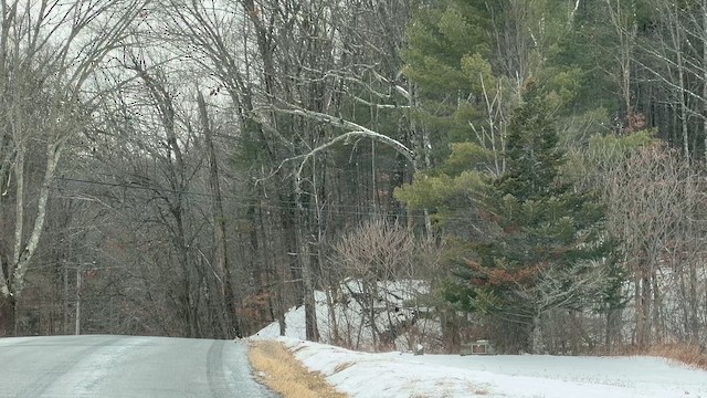 Snow Bunting - ML647089479