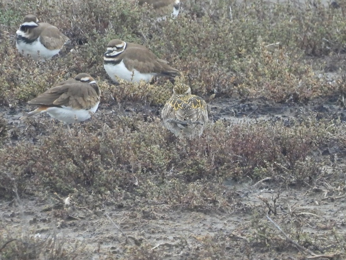 sibirlo - ML647089481