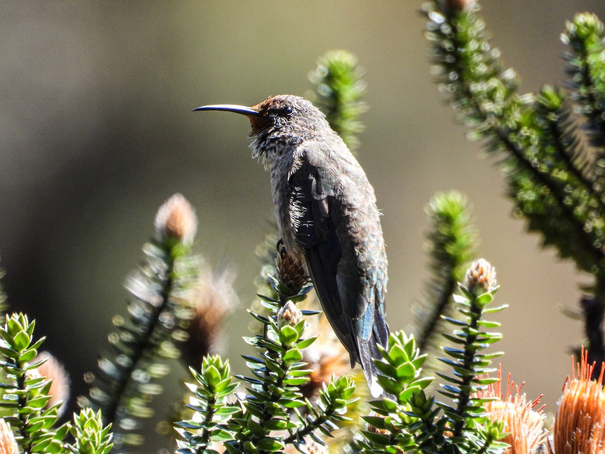 Ecuadorian Hillstar - ML647089491