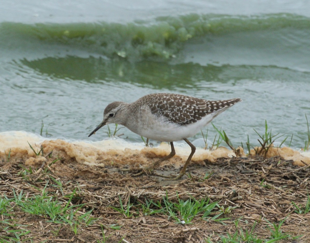 Bruchwasserläufer - ML647089496