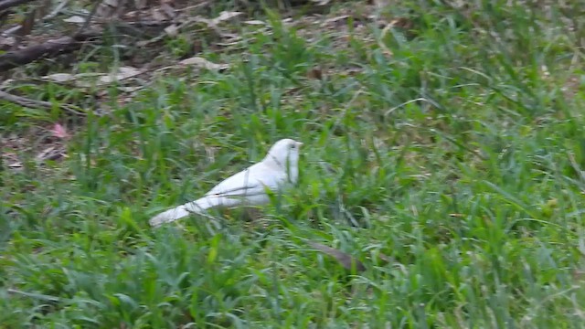 California Towhee - ML647089505