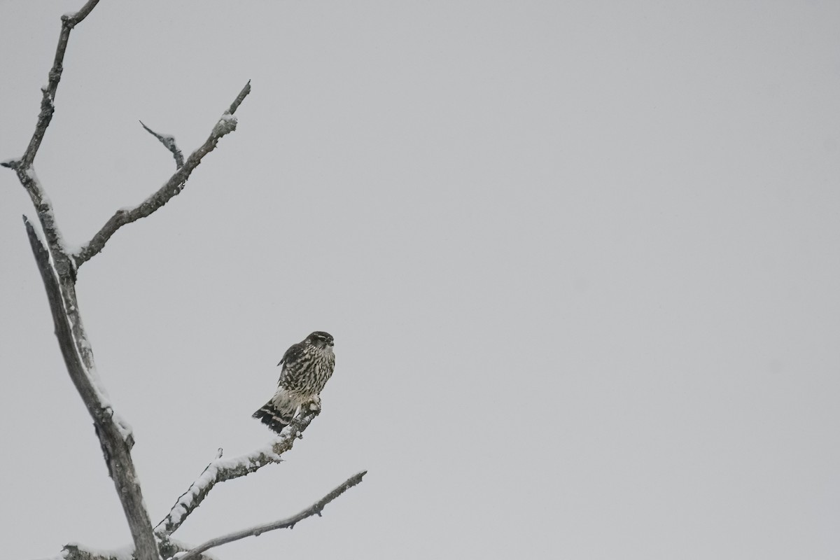 Merlin - ML647089513