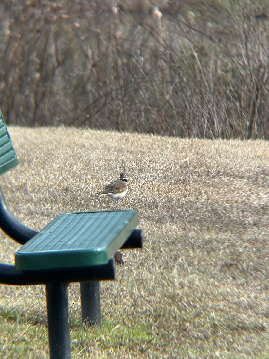 Killdeer - ML647089515