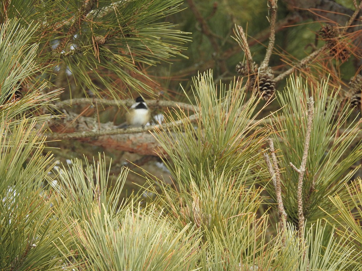 Black-capped Chickadee - ML647089520