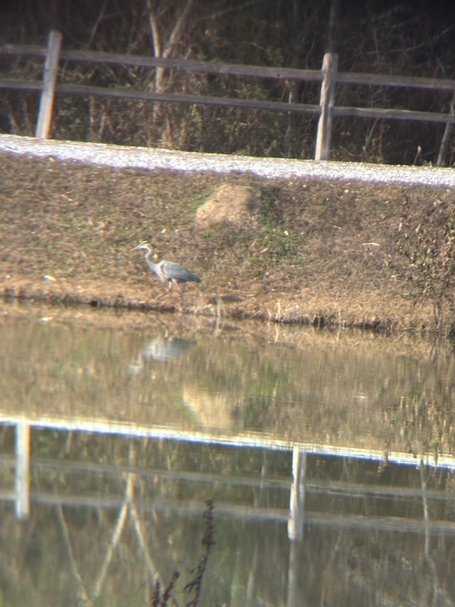 Great Blue Heron - ML647089530