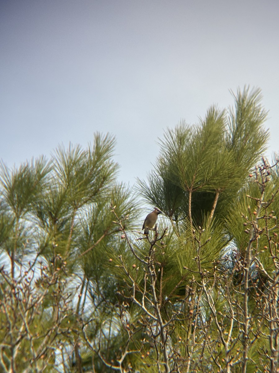 Cedar Waxwing - ML647089535