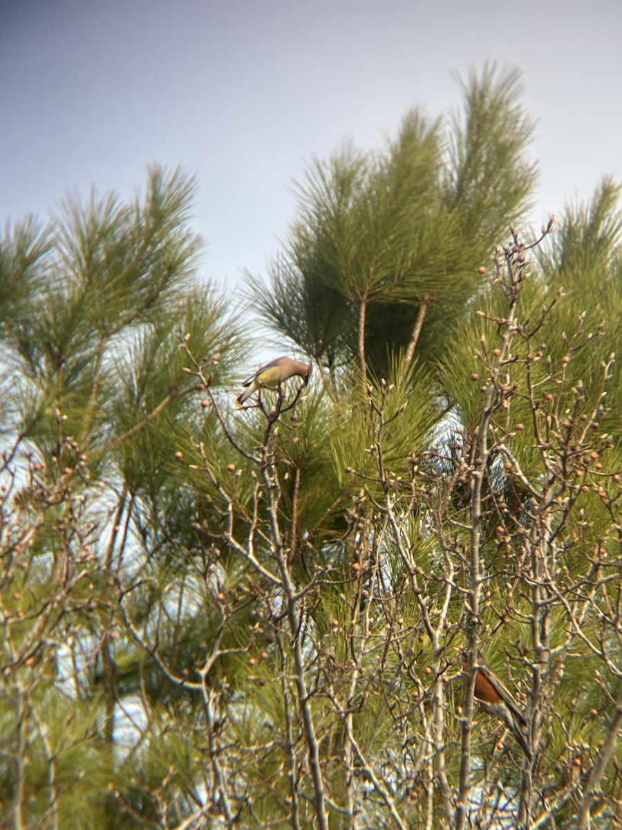 Cedar Waxwing - ML647089536