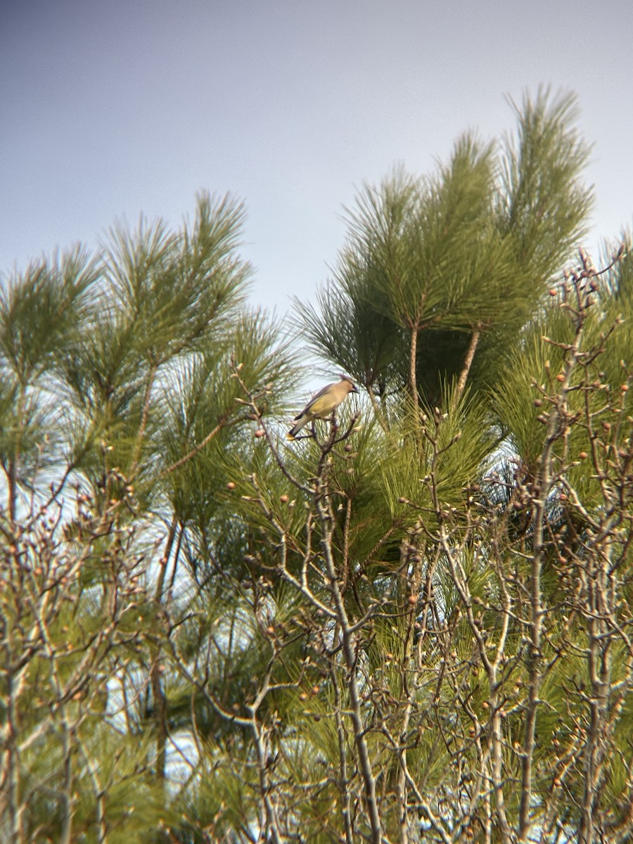 Cedar Waxwing - ML647089537