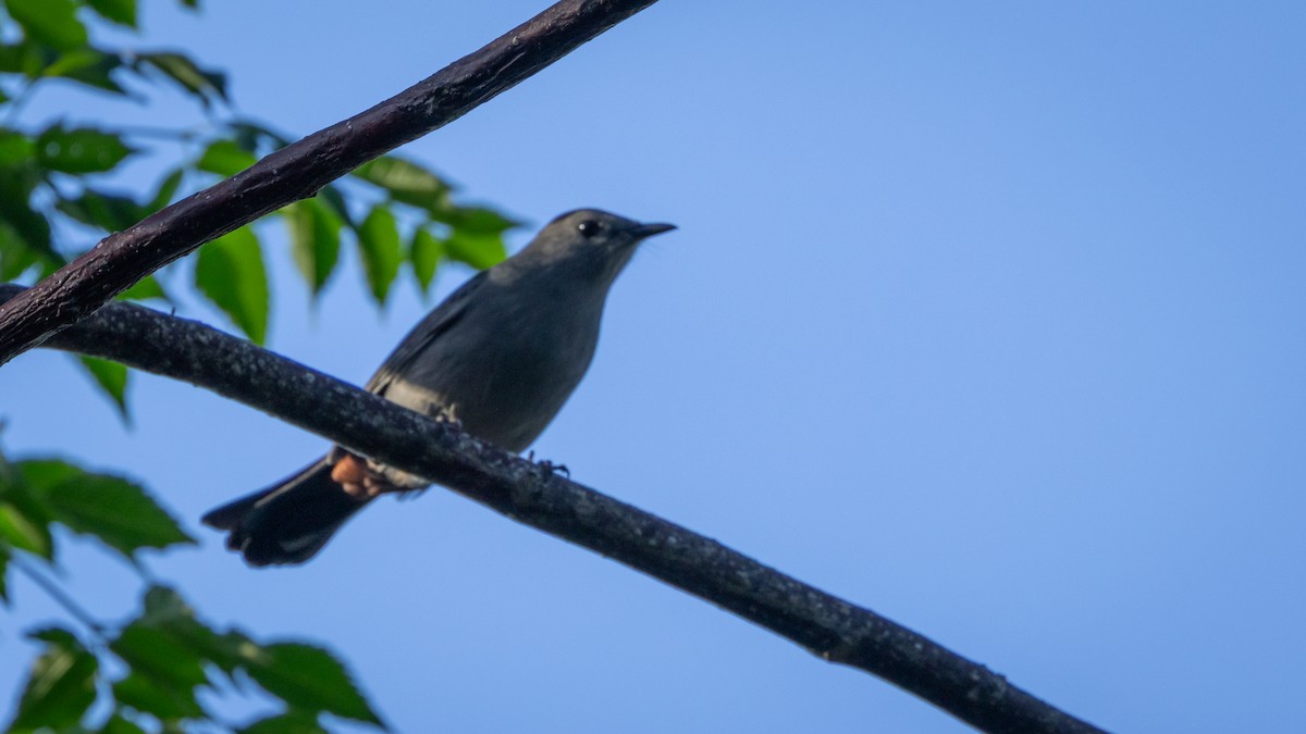 Miaulari grisa - ML647089551