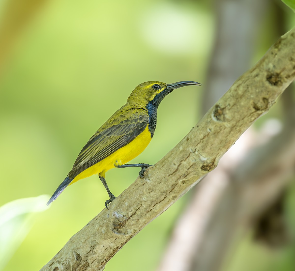 Sahul Sunbird - ML647089554