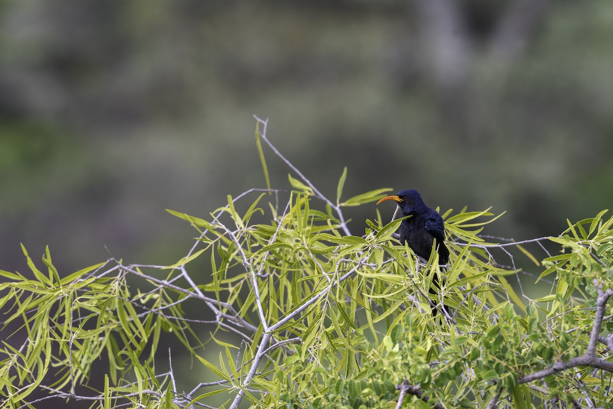 Abyssinian Scimitarbill - ML647089557