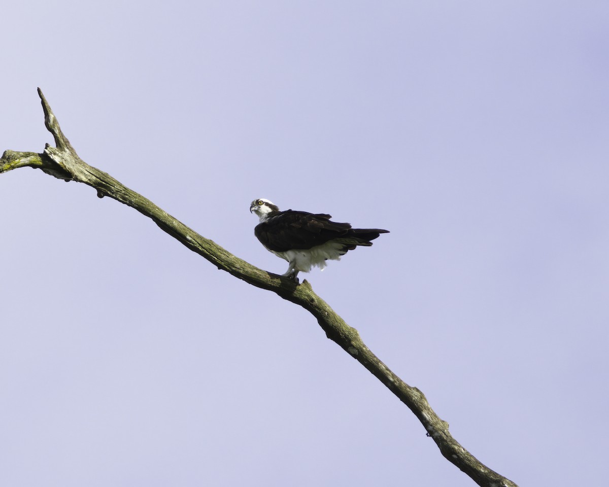 Fischadler - ML647089564