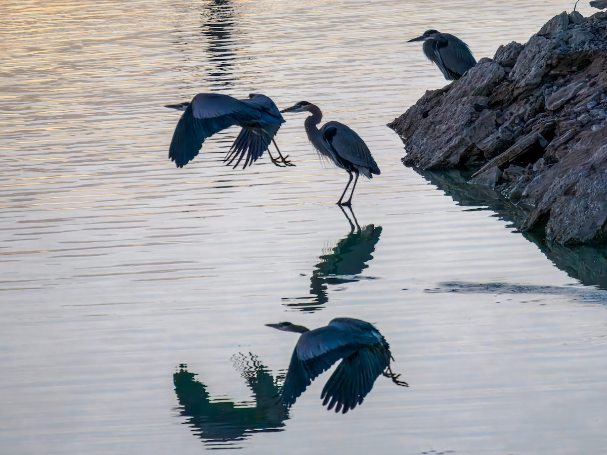 Great Blue Heron - ML647089569